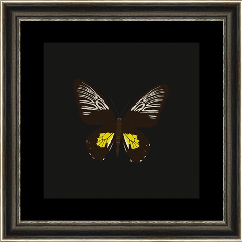Pilt Liblikas 47x47 cm